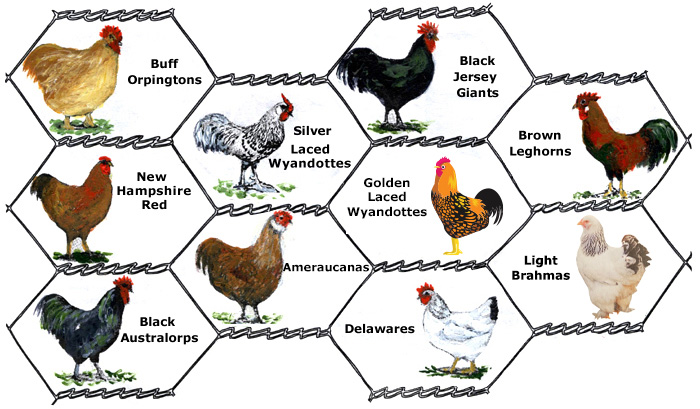 jersey giant cross breeds